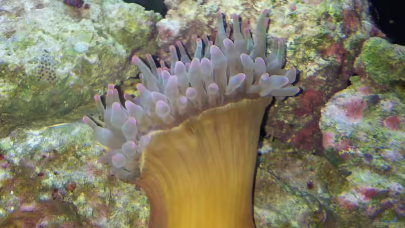 Heteractis malu von Peter Tippmar (17)