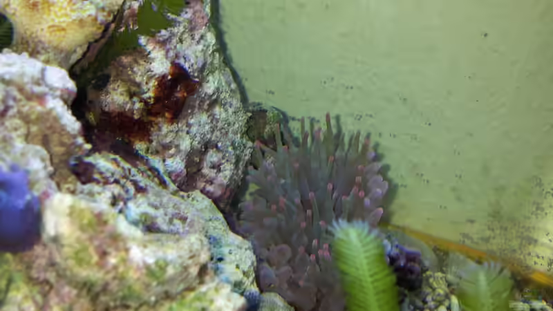 Heteractis malu von Peter Tippmar (18)