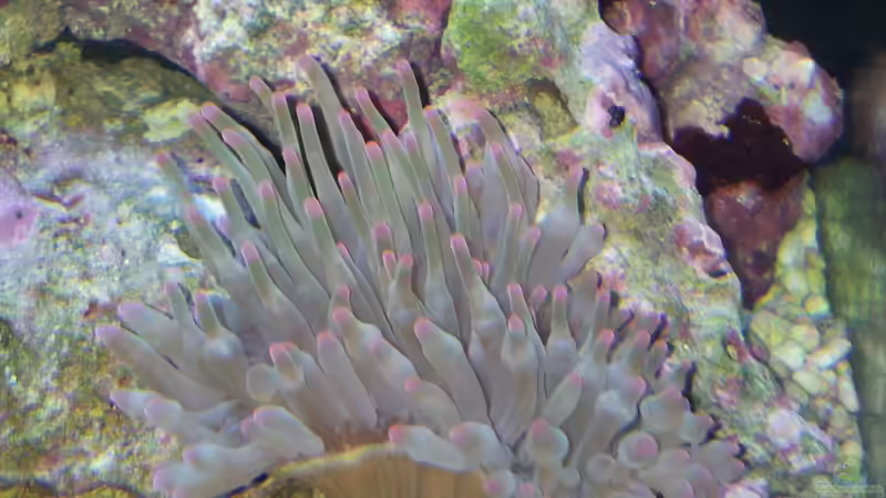 Heteractis malu von Peter Tippmar (19)