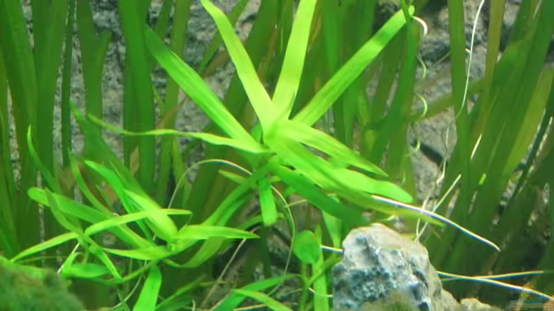 Heteranthera zosteraefolia am 05.01.2011 von Sergio10 (18)