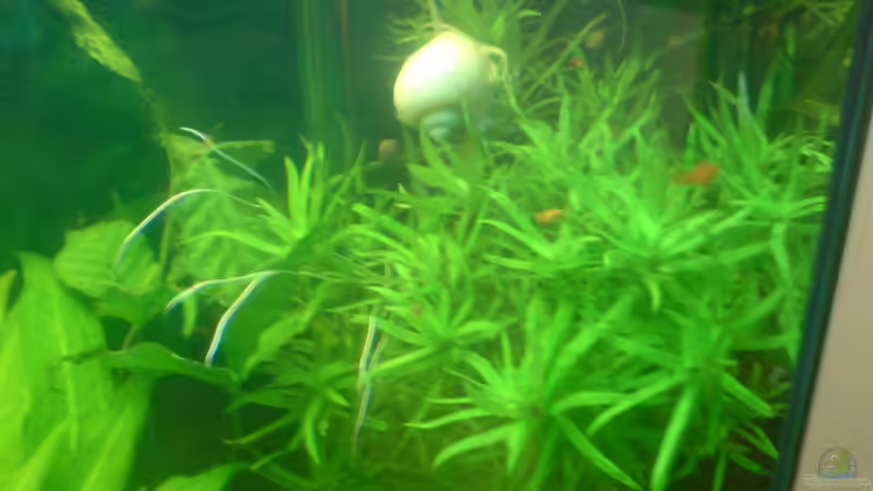 Heteranthera Zosterifolia ( Seegrasblättriges Trugkölbchen ) von Manuel Brandt (10)