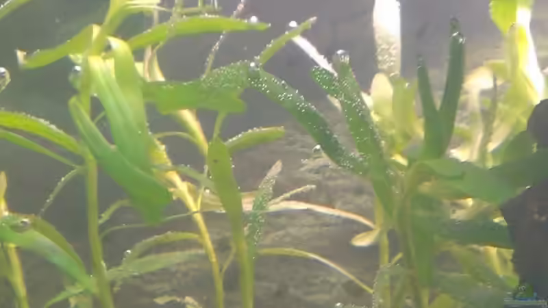 Heteranthera zosterifolia von bocap (15)