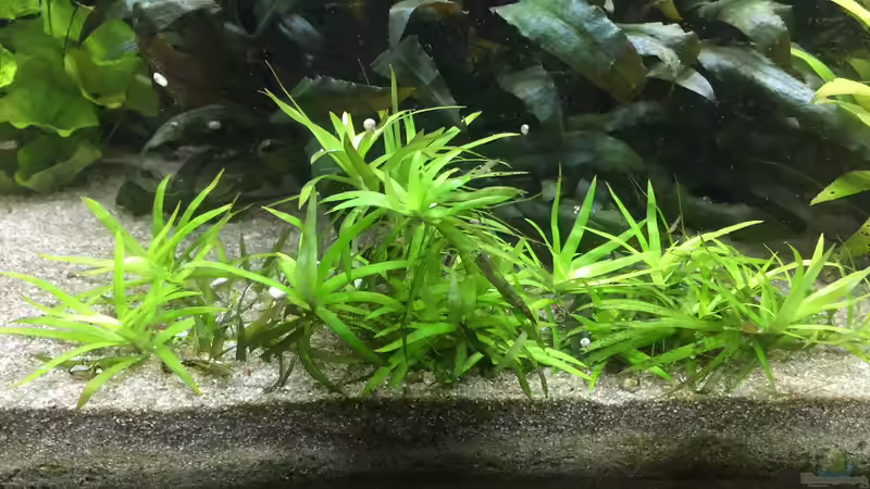 Heteranthera zosterifolia von Danny (15)