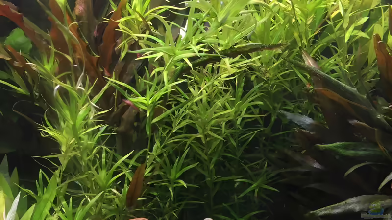 Heteranthera zosterifolia von Danny (25)