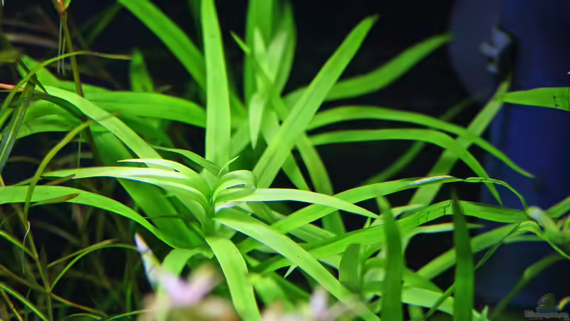 Heteranthera zosterifolia von Dirk F. (9)