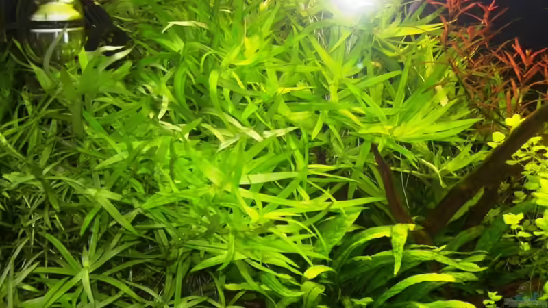 Heteranthera zosterifolia von Gunnar Otte (22)