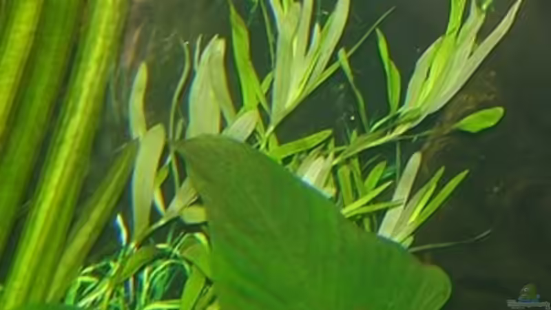 Heteranthera zosterifolia von Harald Charzinski (10)