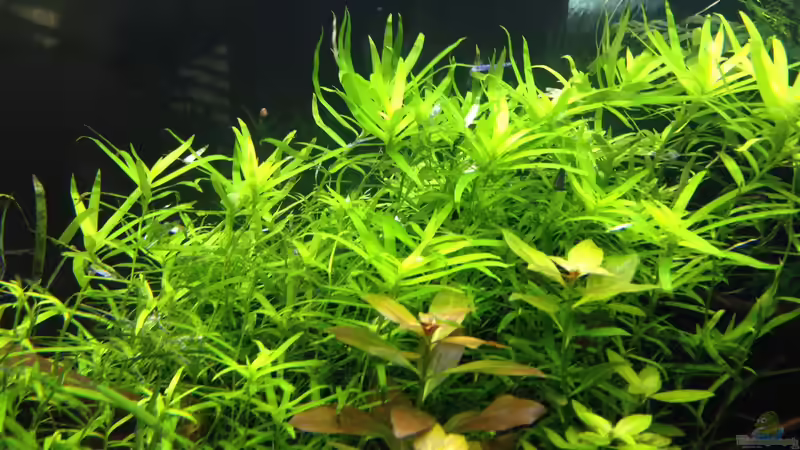 Heteranthera zosterifolia von Olle696 (16)