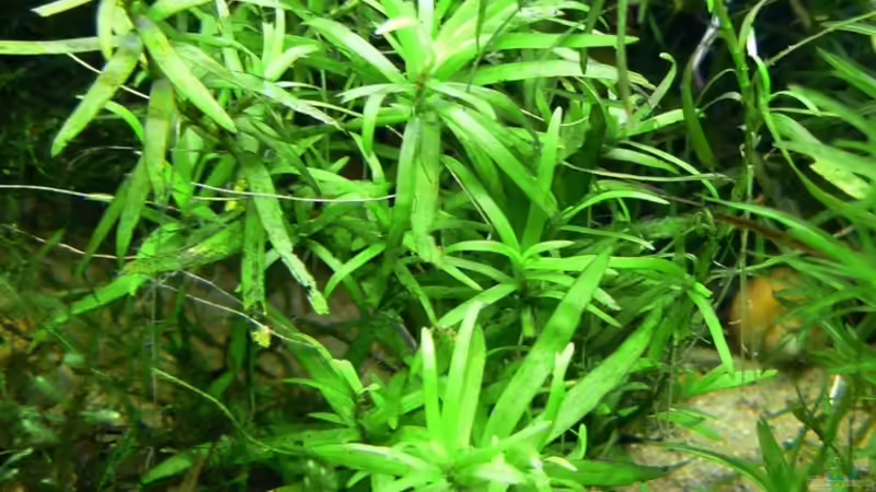 Heteranthera zosterifolia von René Leubecher (10)