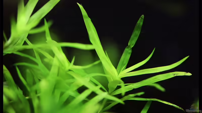 Heteranthera zosterifolia von Tamura (7)