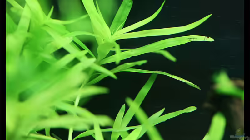 Heteranthera zosterifolia von Tamura (8)