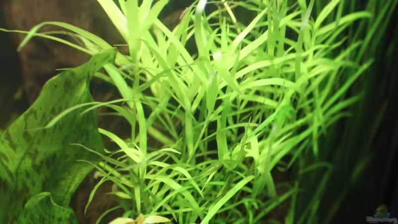 Heteranthera zosterifolia von urml87 (14)