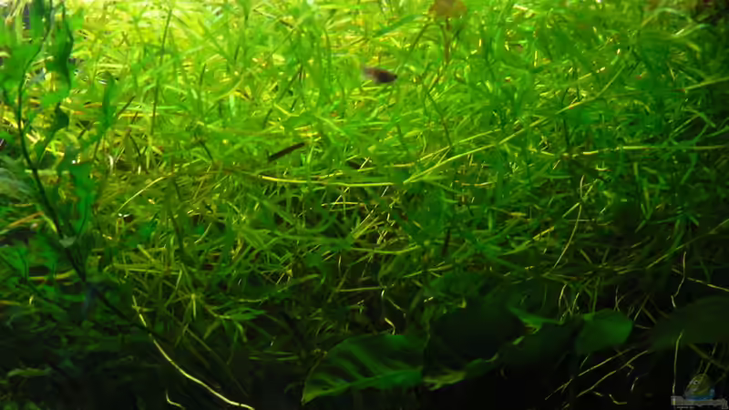 Heteranthera zosterifolia von Zapfenmanderl (26)