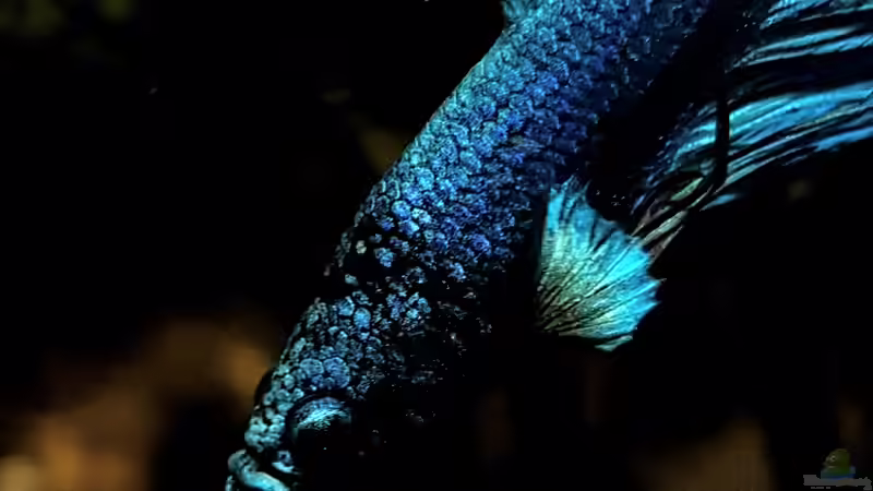 Hetfield ???? von Erik H. (15)