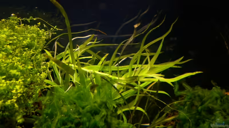 Hetherentera von Marc Joist (13)