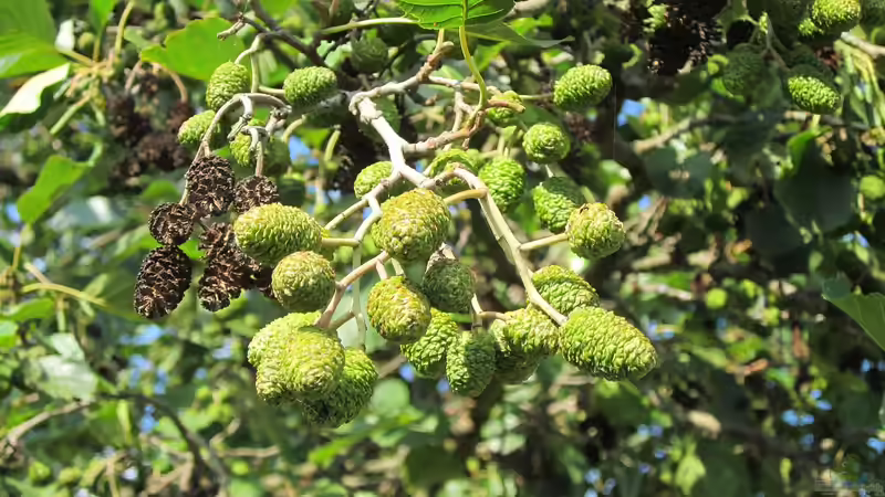Heuschnupfen: Welche Pflanzen solltest du nicht in deinem Garten haben?