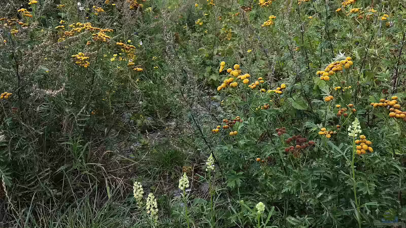 Heuschnupfen: Welche Pflanzen solltest du nicht in deinem Garten haben?