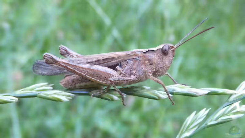 Heuschrecke, Grashüpfer oder Grille?
