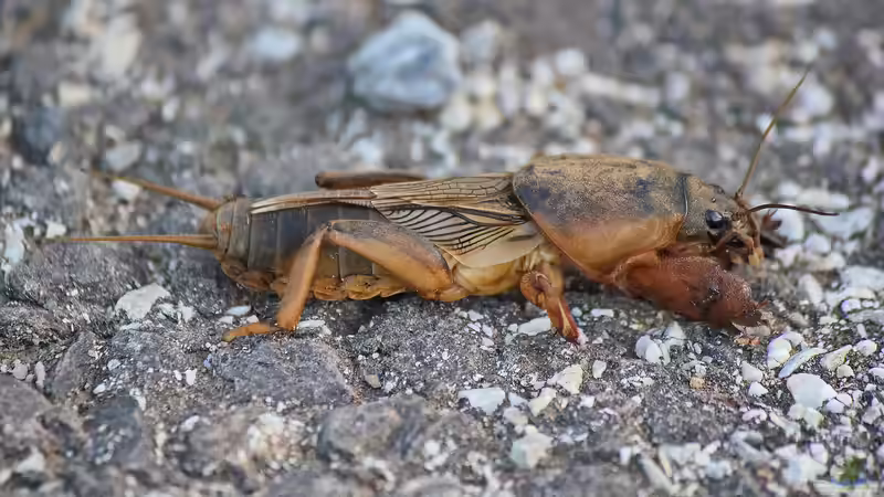 Heuschrecke, Grashüpfer oder Grille?