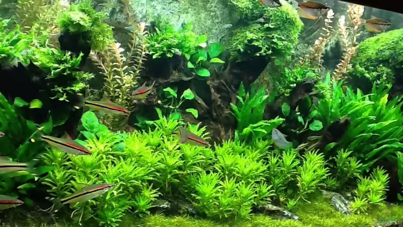 Heute ....nach WW und Rückschnitt... von Olli Nano (6)