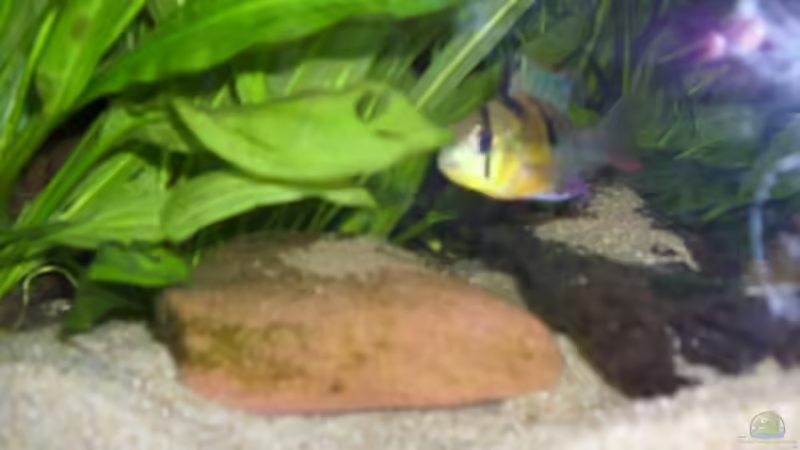 Heute bin ich mit dem Bewachen dran von exhhtom64 (16)