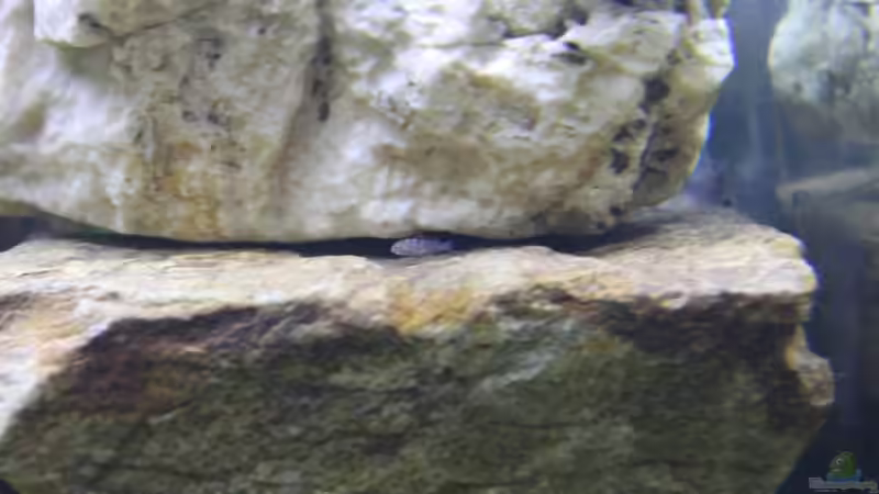 Heute entdeckt (27.9.12) Demanosis von De_Andyman (13)