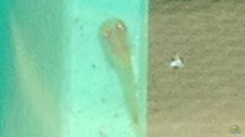 Heute fand ich dieses winzige Tierchen, knapp 8 mm lang. Ein Welschen? von Andreas Gross (13)