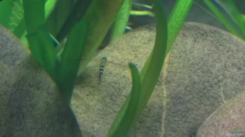 Heute gesichtet ein Sewellia Nachwuchs von Miss Kasimir (4)