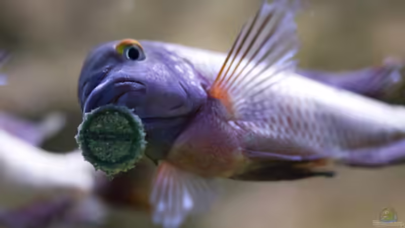 heute gibt´s mal eine Futtertablette von Markus Walter (34)