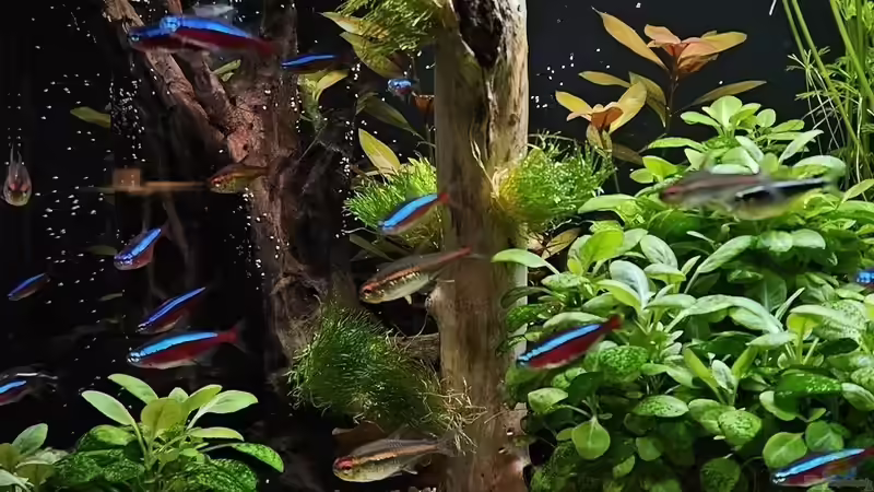 Riccia fluitans im Aquarium oder Teich (Einrichtungsbeispiele mit Teichlebermoos)