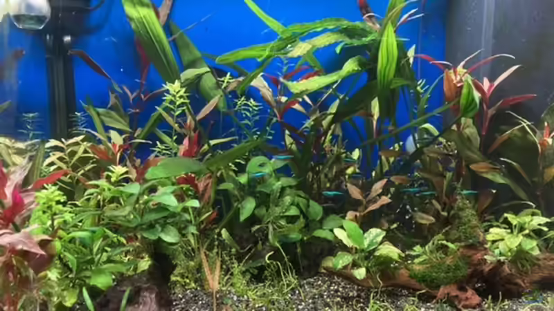 Heute sind noch 3 Buce eingezogen, kommen vermutlich später in Mein Aquascape von GJK (4)