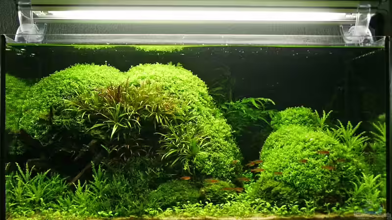 Heute von Ingrid Jung (1)