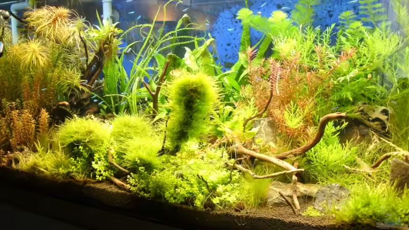 Heute von Sailfish (4)