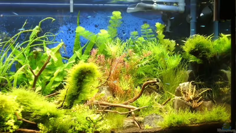 Heute von Sailfish (5)