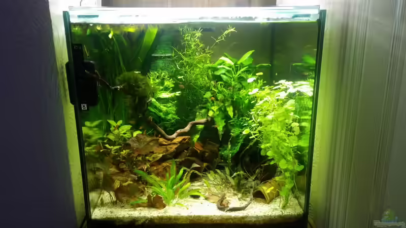 Heutiger Stand 26.02.17 von Miss Kasimir (1)