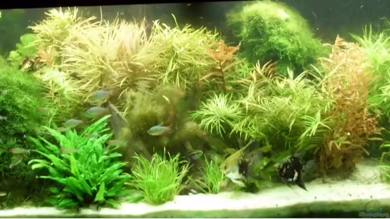 Heutiger Stand nach etwa 3 Monaten von kellz26 (5)