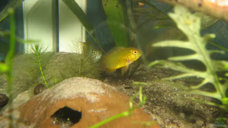 Hexe das Weibchen von chrisi01 (19)