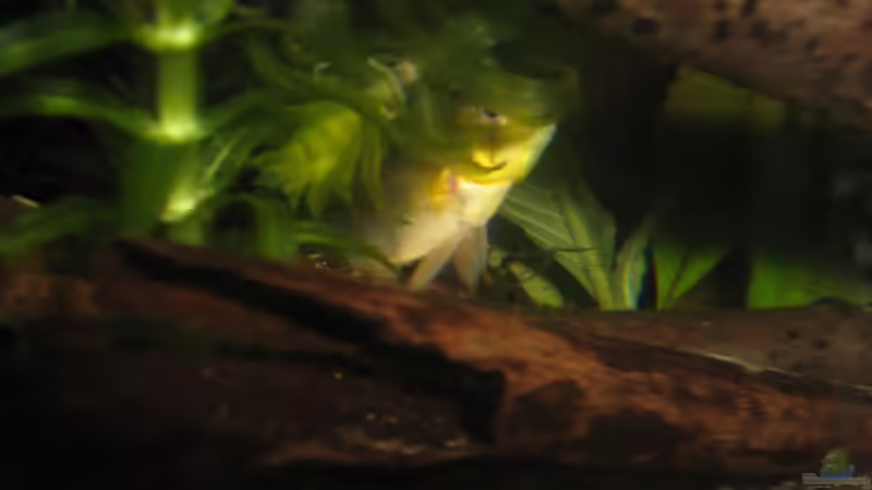 Hexe versteckt sich auch gerne aber sie ist doch ein kleines Dickerchen und passt von chrisi01 (22)