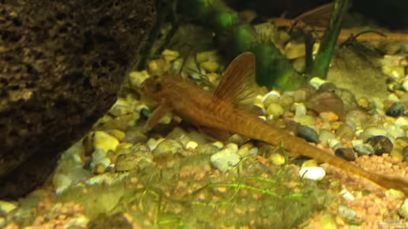 Hexenwels 2 von alex-kolb (2)