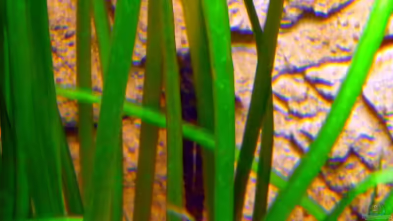 Hexenwels an der Rückwand von Sabrina & Dirk Bergmann (53)