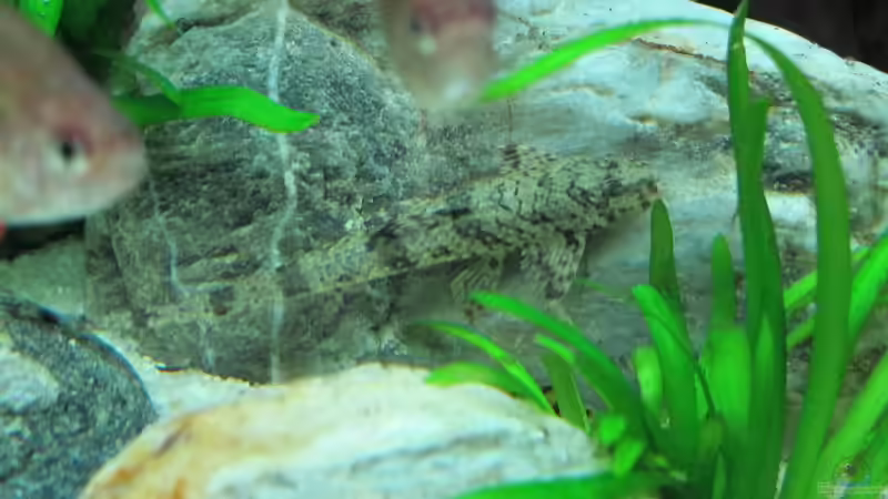 Hexenwels getarnt von Sarah (39)