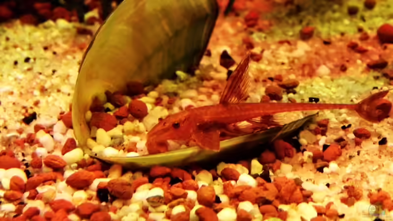 Hexenwels in geöffneter Muschel von snooze (24)