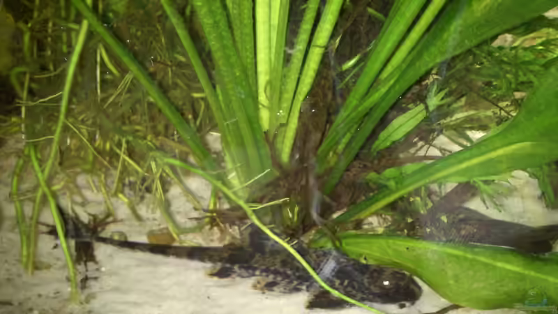 Hexenwels (m) von Danny7 (7)