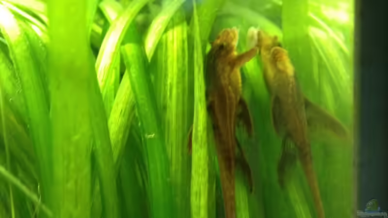 Hexenwels von alex-kolb (4)