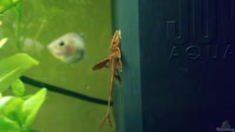 Hexenwels von Christine Schebesta (3)