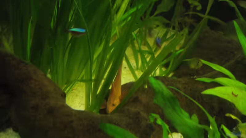 Hexenwels von Kriki (11)