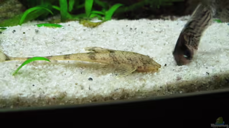 Hexenwels von Sarah (43)