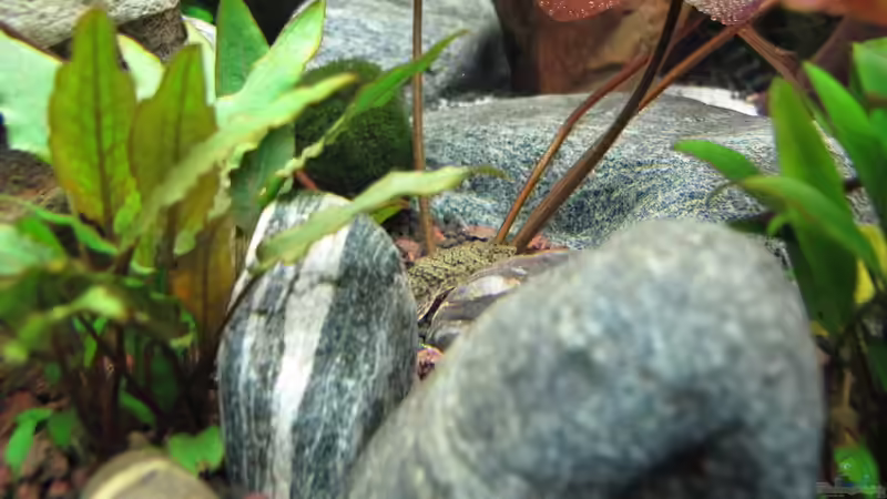 Hexenwels von Sarah (58)