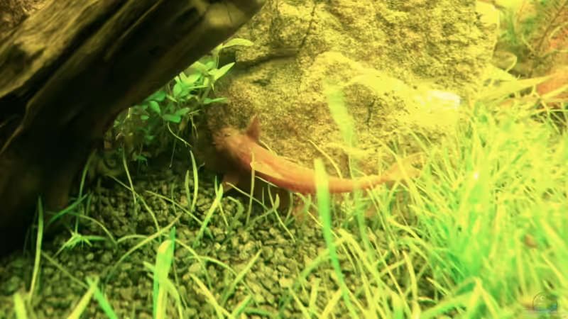 Hexenwels von Stefan Reinl (20)