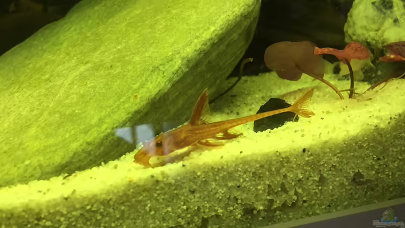 Einrichtungsbeispiele mit Hexenwelsen (Rineloricaria fallax)